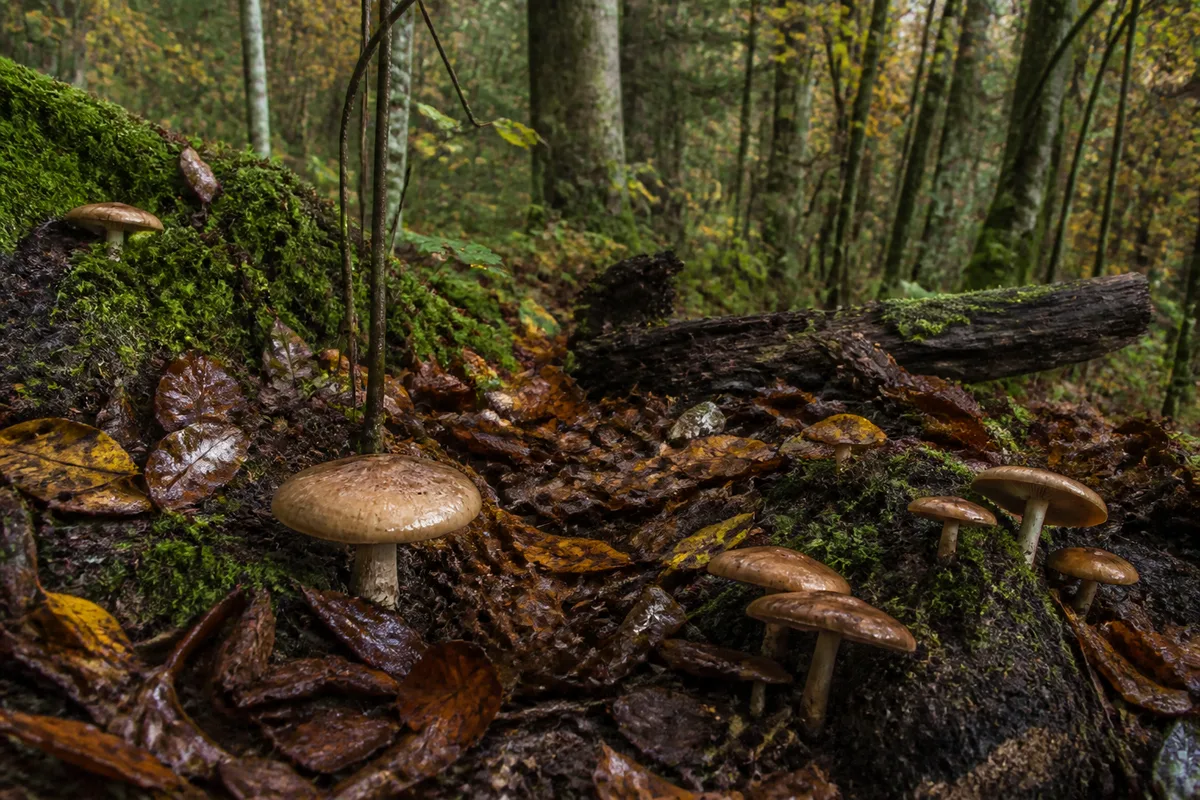Le rôle des champignons dans la forêt